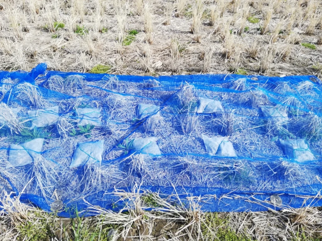 稲わらを回収する直前の茨城試験圃場の稲わらパック。獣害対策が機能し被害は受けなかった