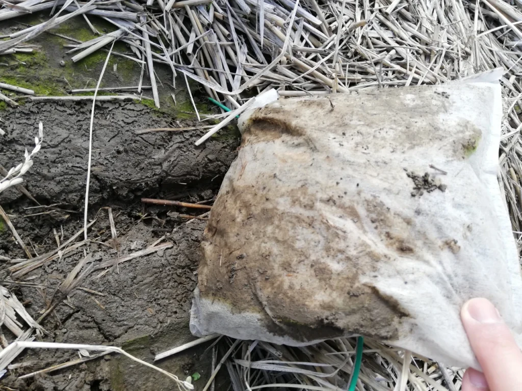 茨城の試験圃場で稲わらパックを回収した後の圃場の拡大画像