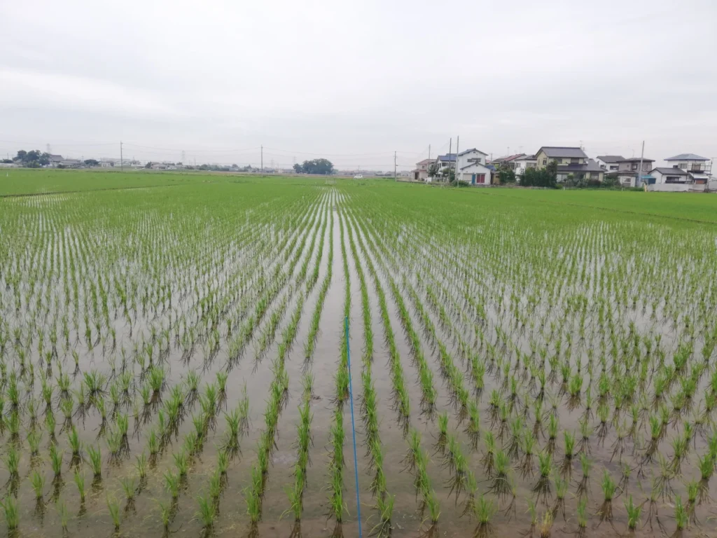 田植え後3週間後の秋耕耘を行っていない試験圃場
