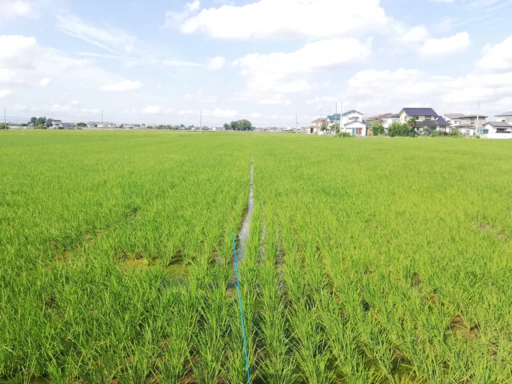 田植え後39日後の試験圃場。目標茎数に達したので中干しを開始