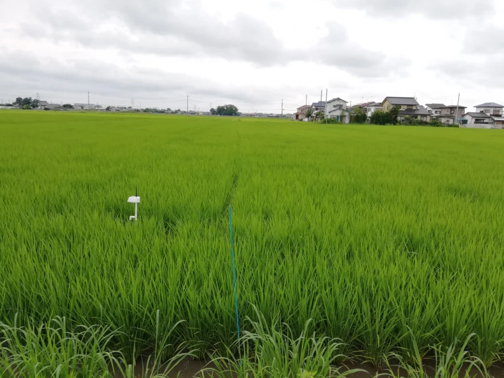 出穂期直前の試験圃場