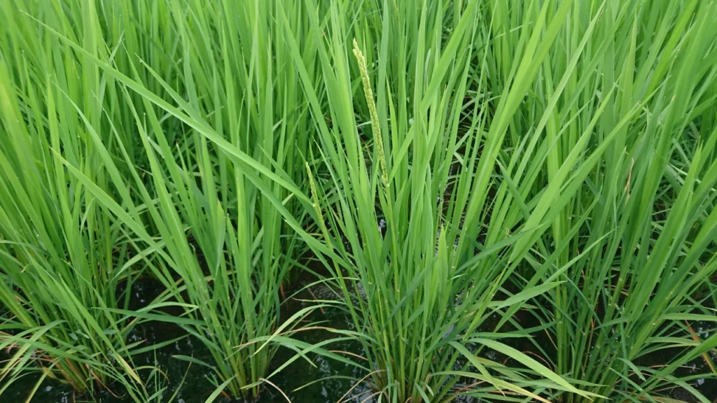 ラジコンヘリで納豆菌の力を散布した後の水稲の画像