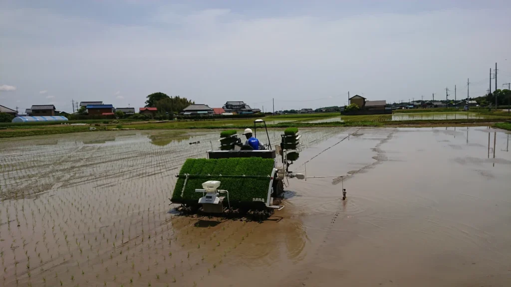 ISEKIの田植機で苗を本田に移植