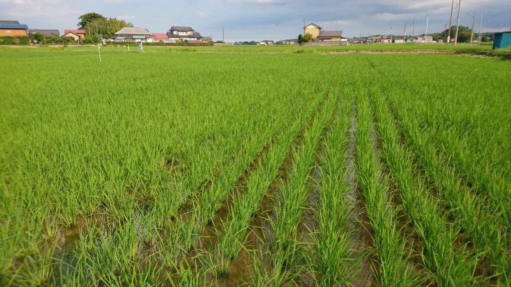 中干し直前の試験ほ場の画像