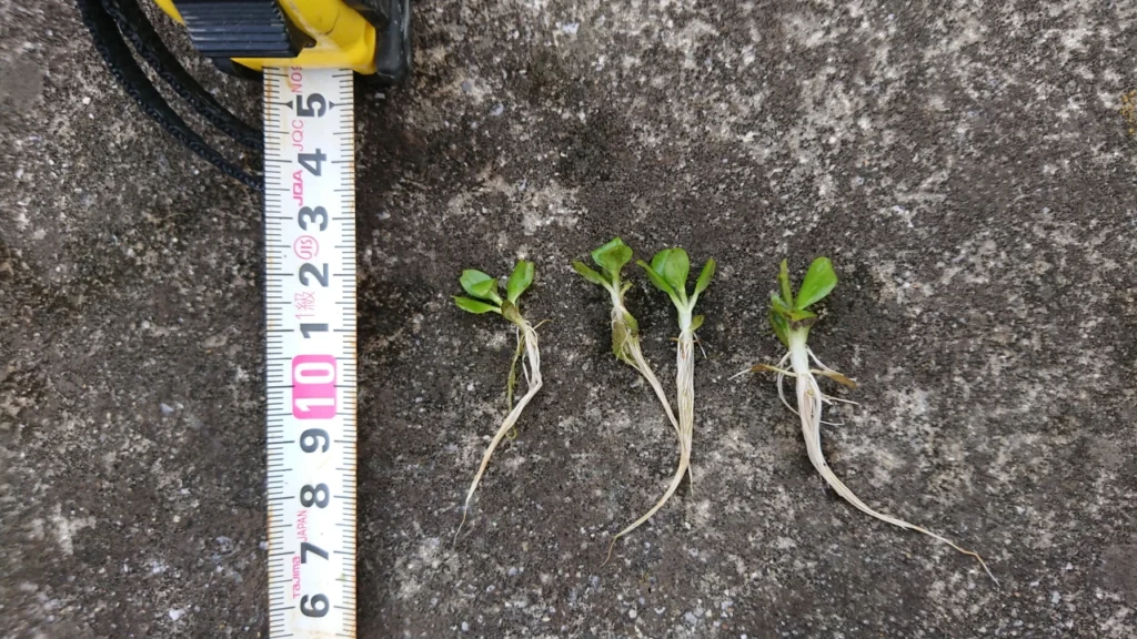 試験ほ場で発生したアゼナの草丈を測定。田植えから1ヶ月で3葉目が展開している