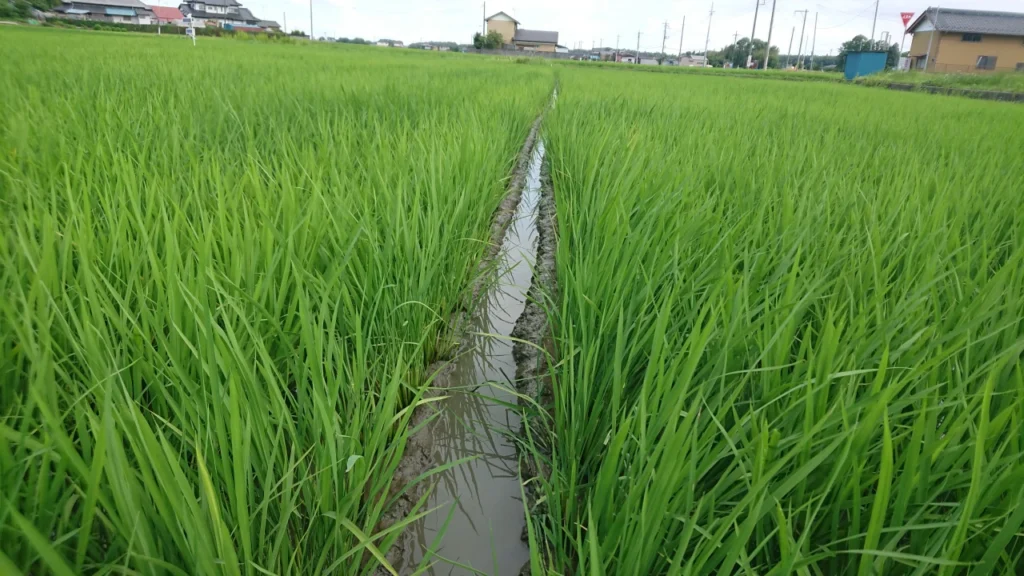 溝切り後の試験ほ場の画像