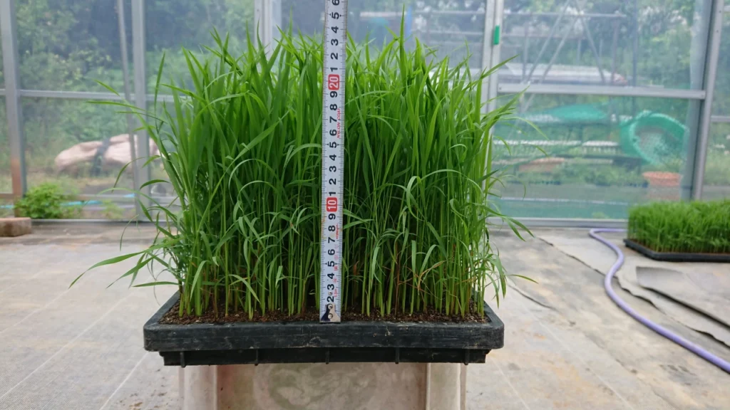 草丈が23cm程度になった播種後28日目の苗