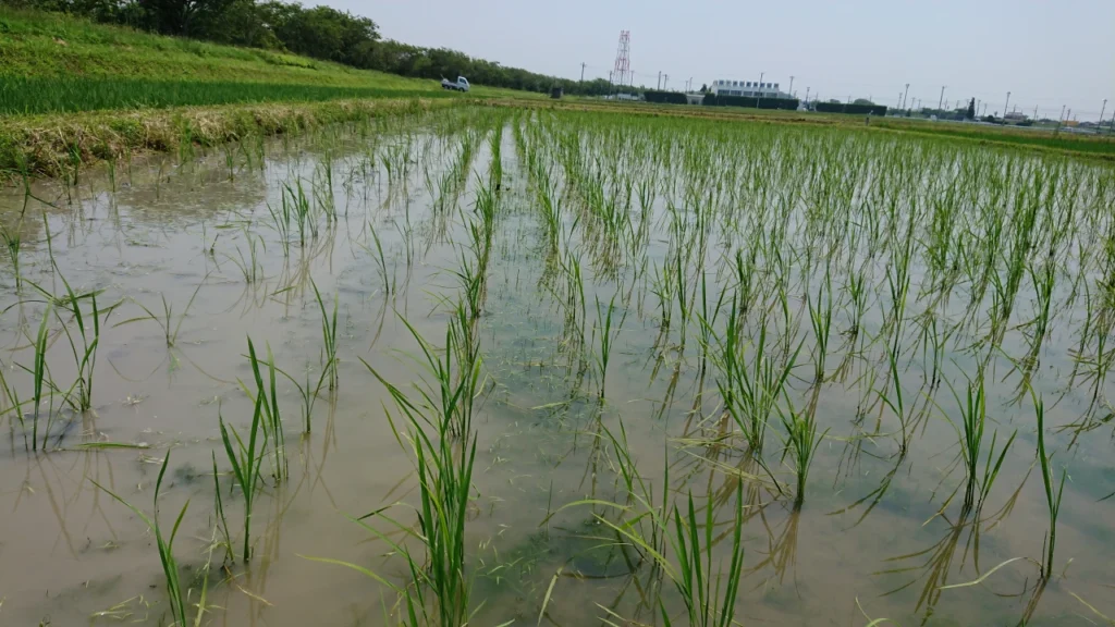 除草作業前の有機水稲ほ場に雑草とアオミドロが発生している様子