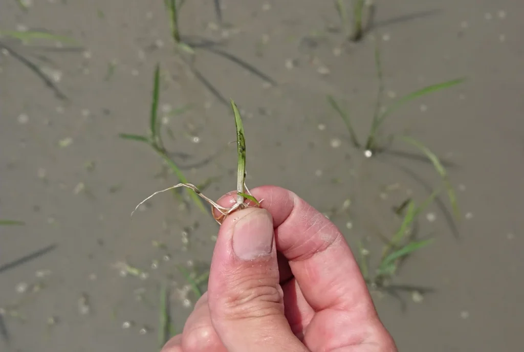 除草作業で除草されたコナギ