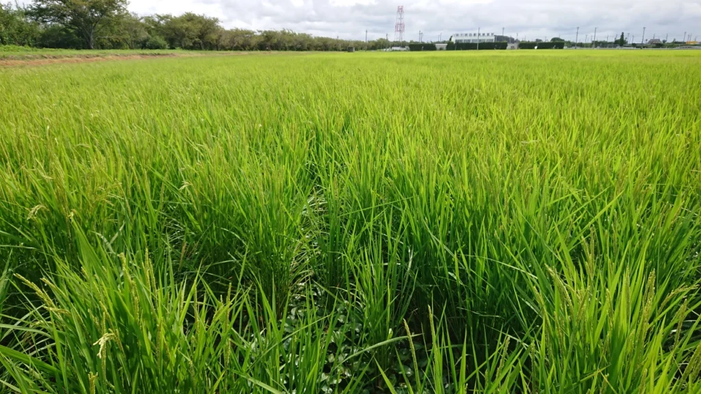 出穂期の試験ほ場