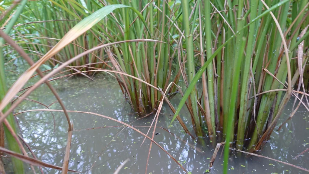 出穂期の試験ほ場で除草が上手くいった条間と株間の画像