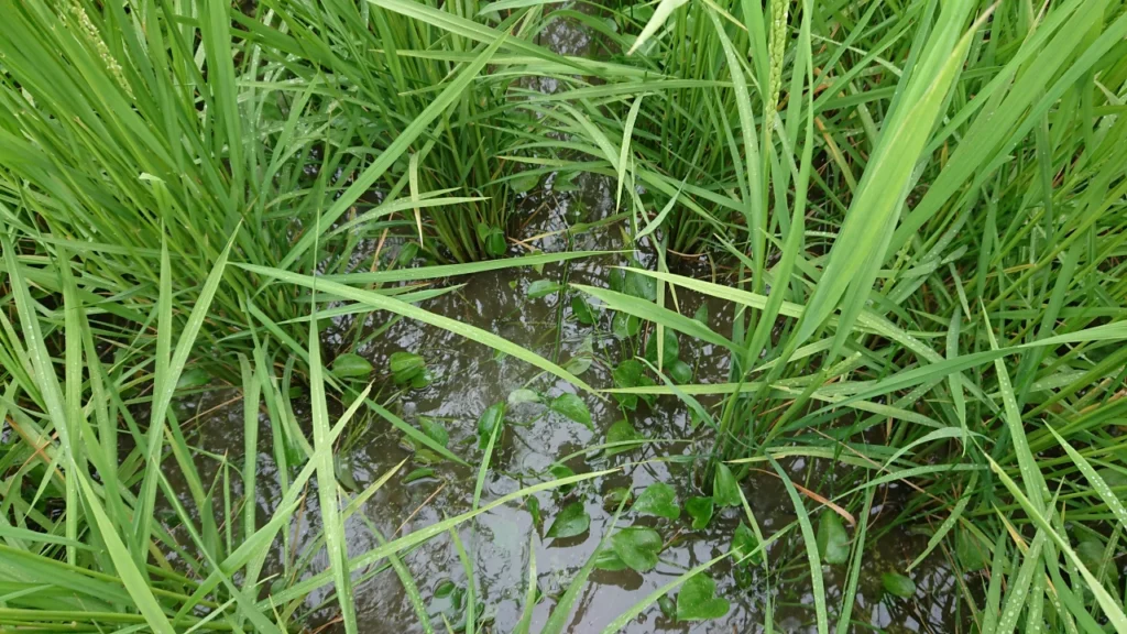 出穂期の試験ほ場の雑草の様子