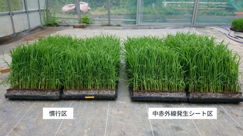中赤外線発生シートを使用して育苗した苗と使用せず育苗した苗の比較画像