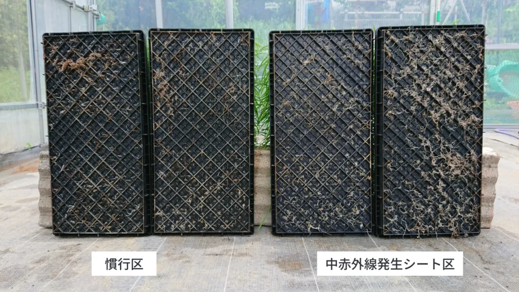 中赤外線発生シートを使用して育苗した苗と使用せず育苗した苗の根張りを比較した画像