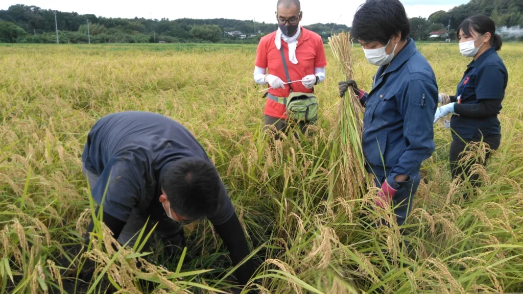 WEEDMANで除草した圃場の坪刈り調査