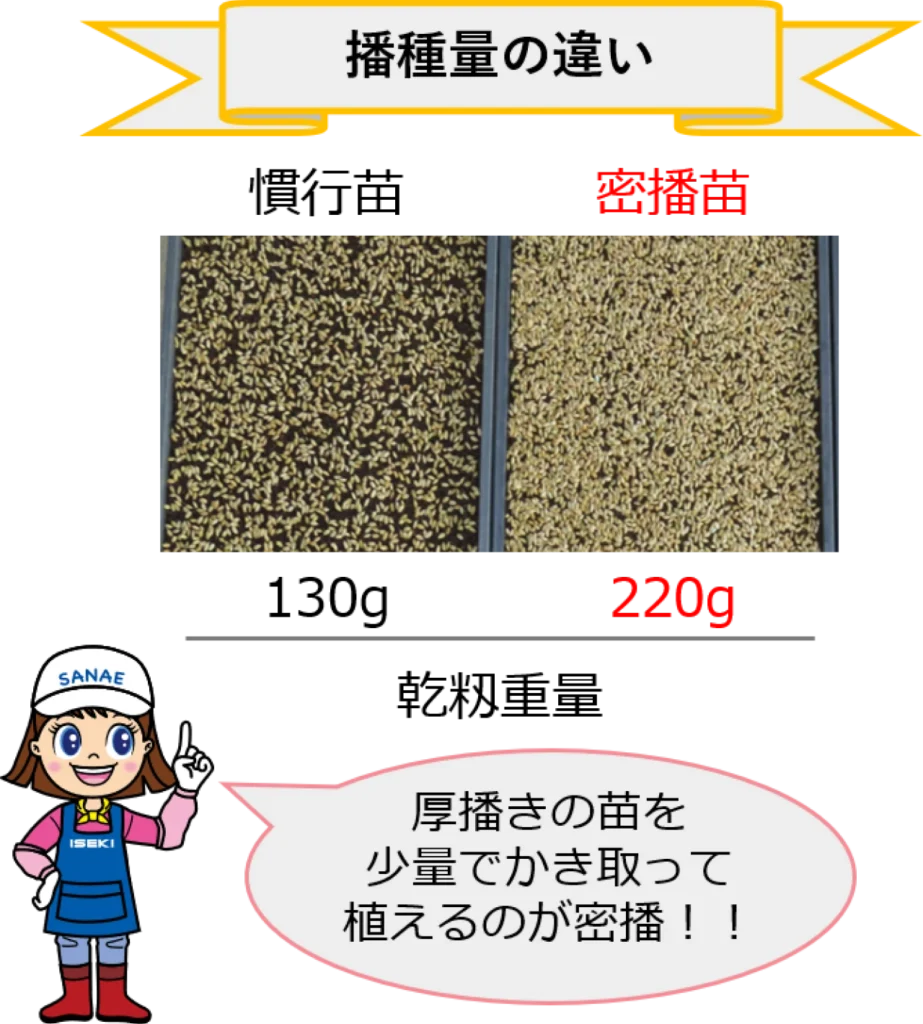 慣行苗と密播苗の播種量の違い