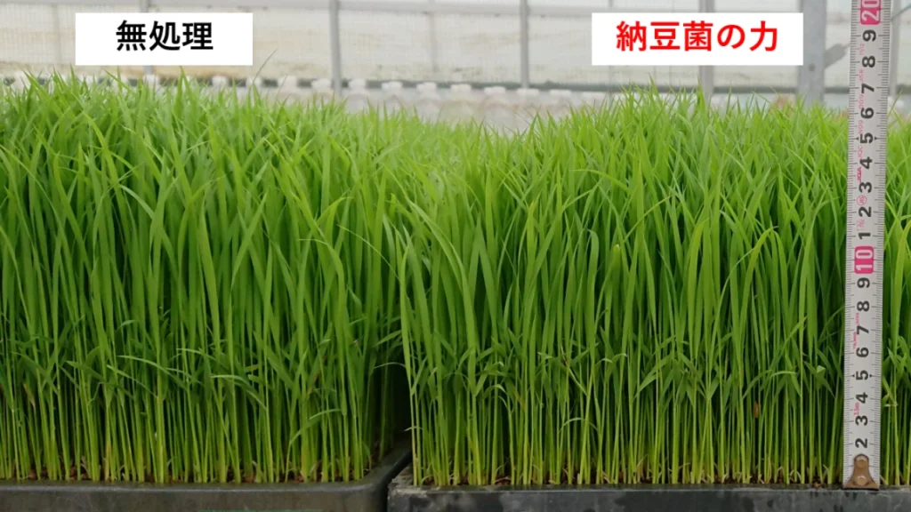 納豆菌の力を施用した苗と無処理の苗を比較