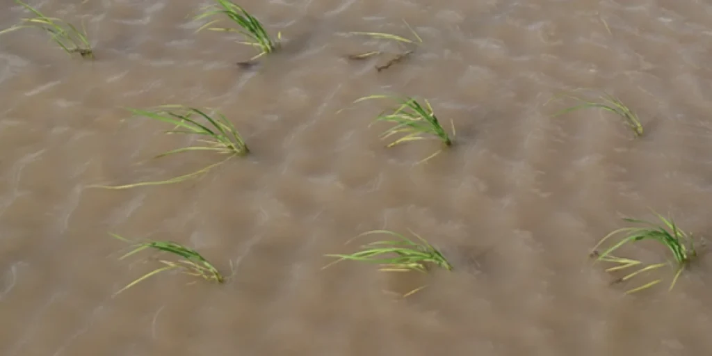 納豆菌の力を施用していない無処理区の移植後３週間時点の苗