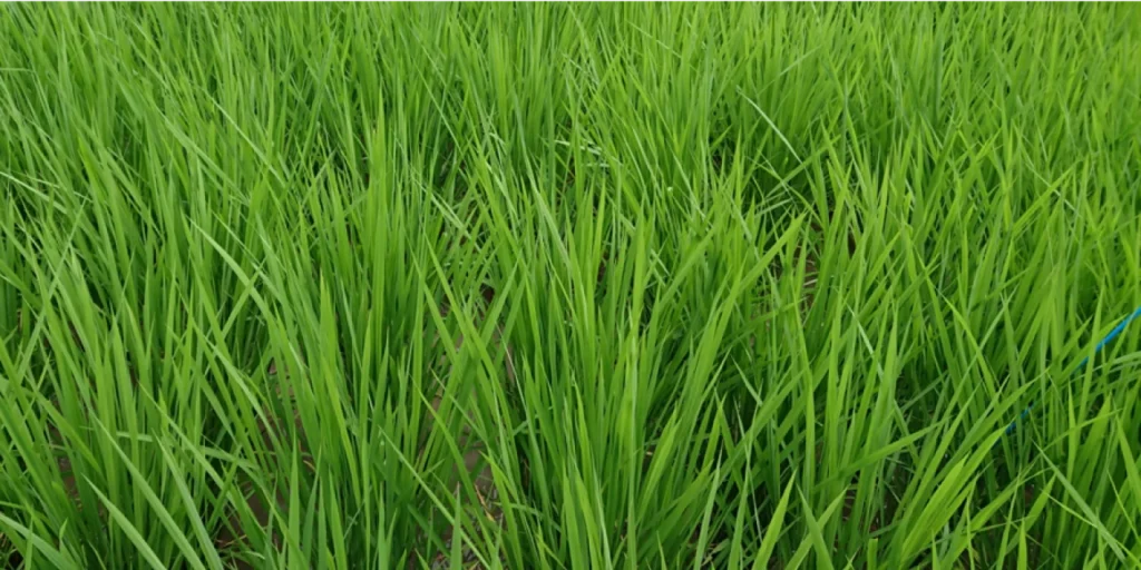 納豆菌の力を施用していない無処理区の幼穂形成期の稲