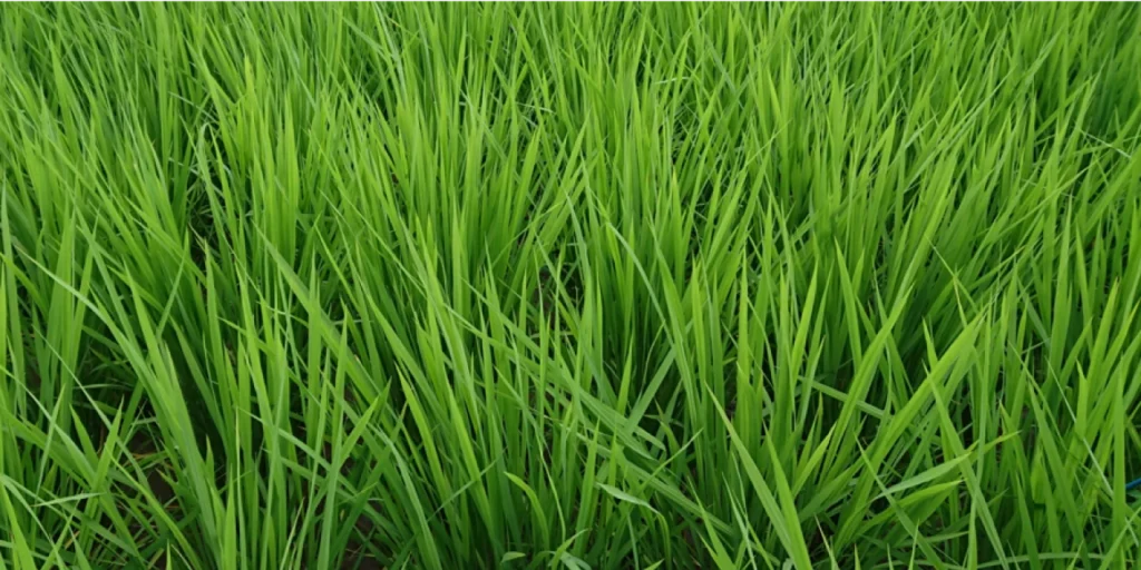納豆菌の力を施用した試験区の幼穂形成期の稲