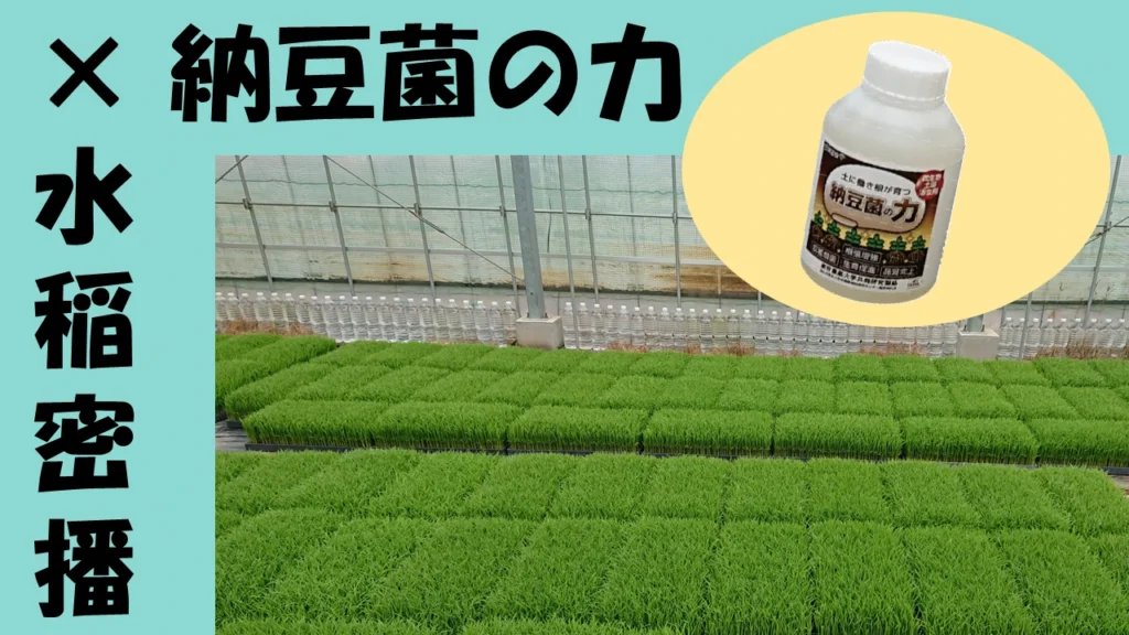 「納豆菌の力」を水稲密播で使ってみた