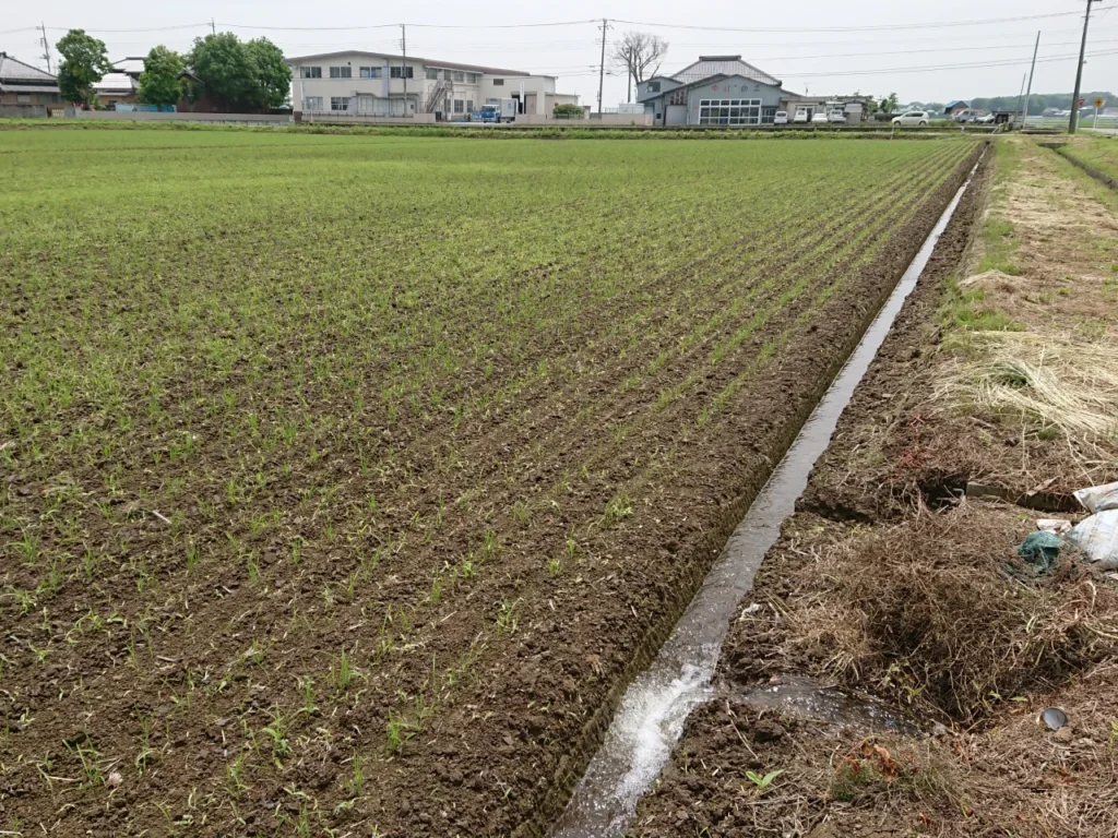 芽が出揃った直播栽培試験圃場