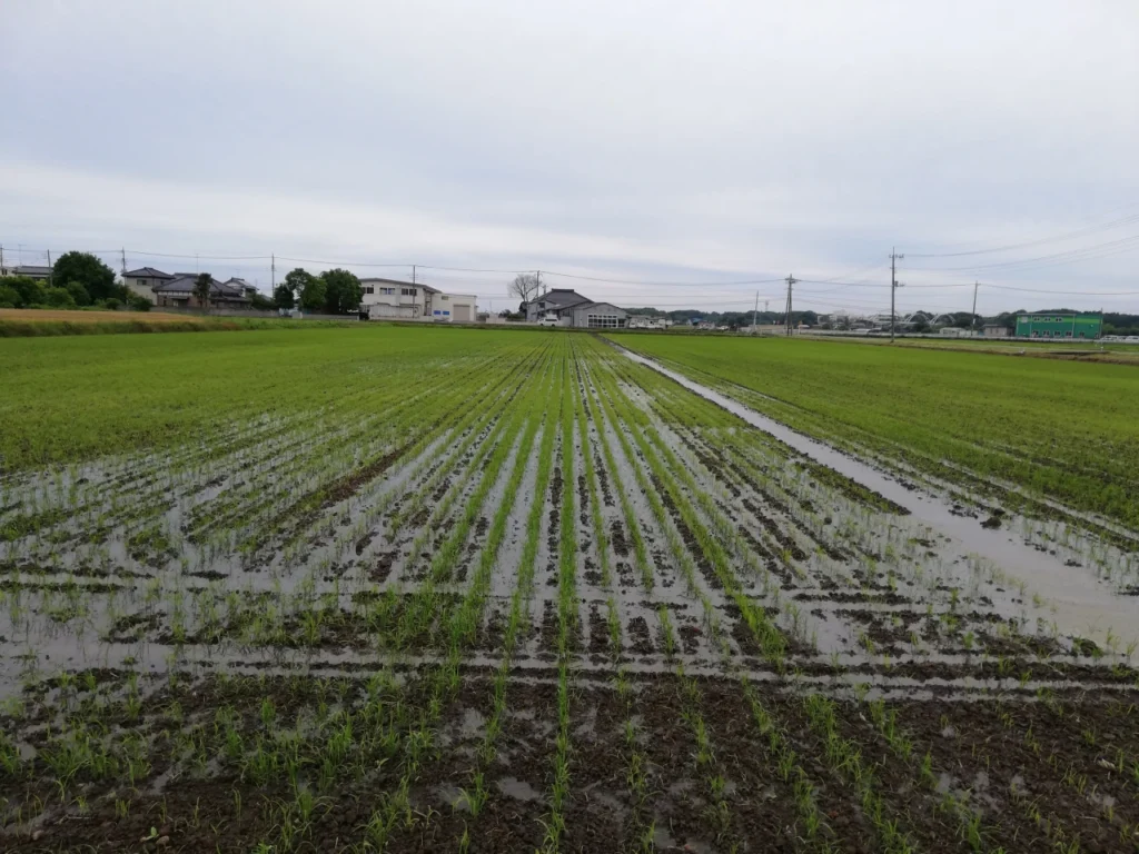 入水直後の試験圃場