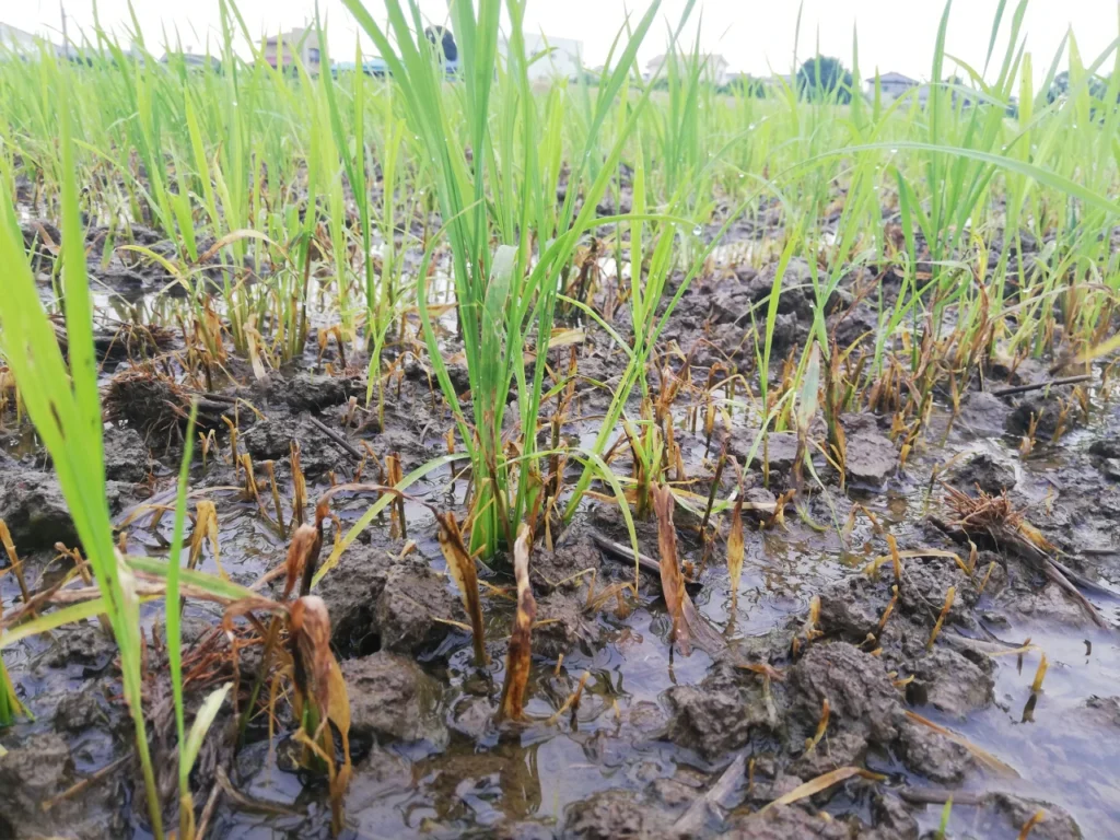 試験圃場に散布した除草剤の効果で雑草が枯れているところ