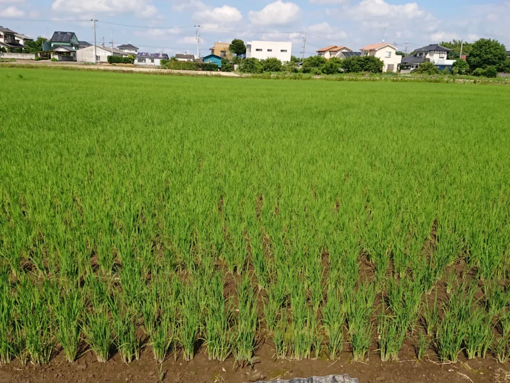 中干し直前の直播試験圃場