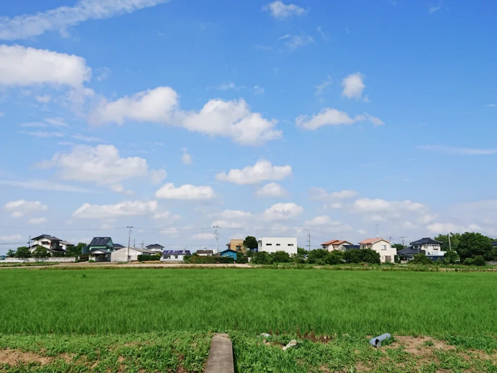 中干し直前の直播試験圃場の全景画像
