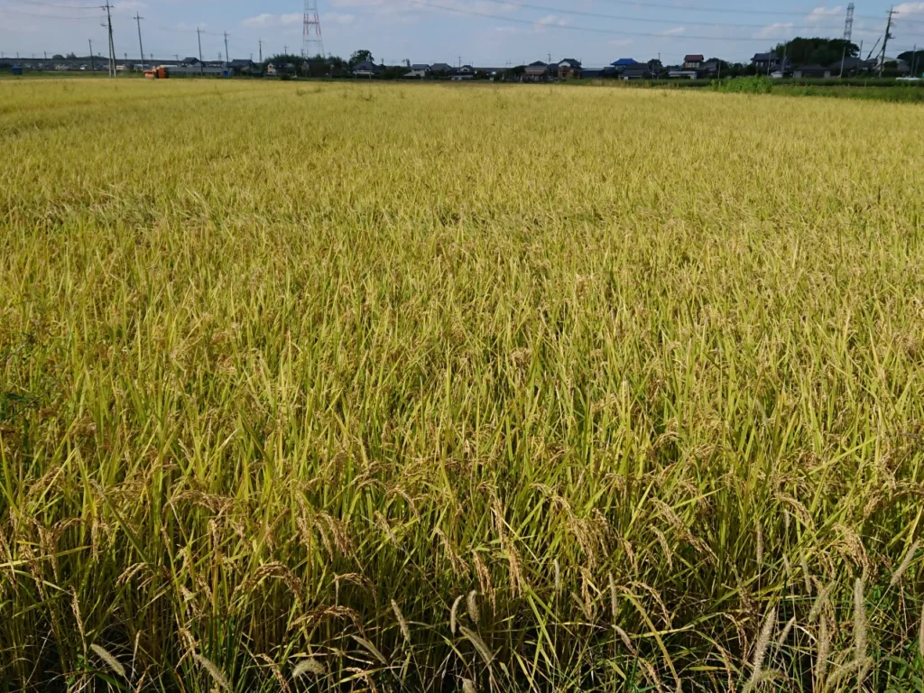 収穫時の試験圃場の全景画像