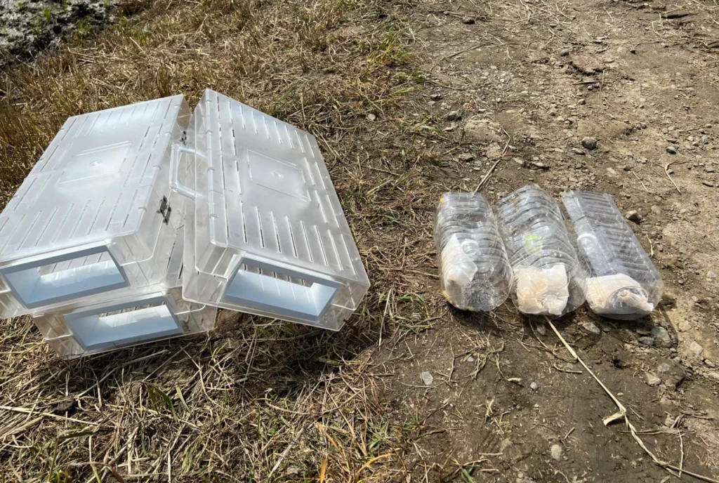 スクミッチとペットボトル製ジャンボタニシトラップの比較画像