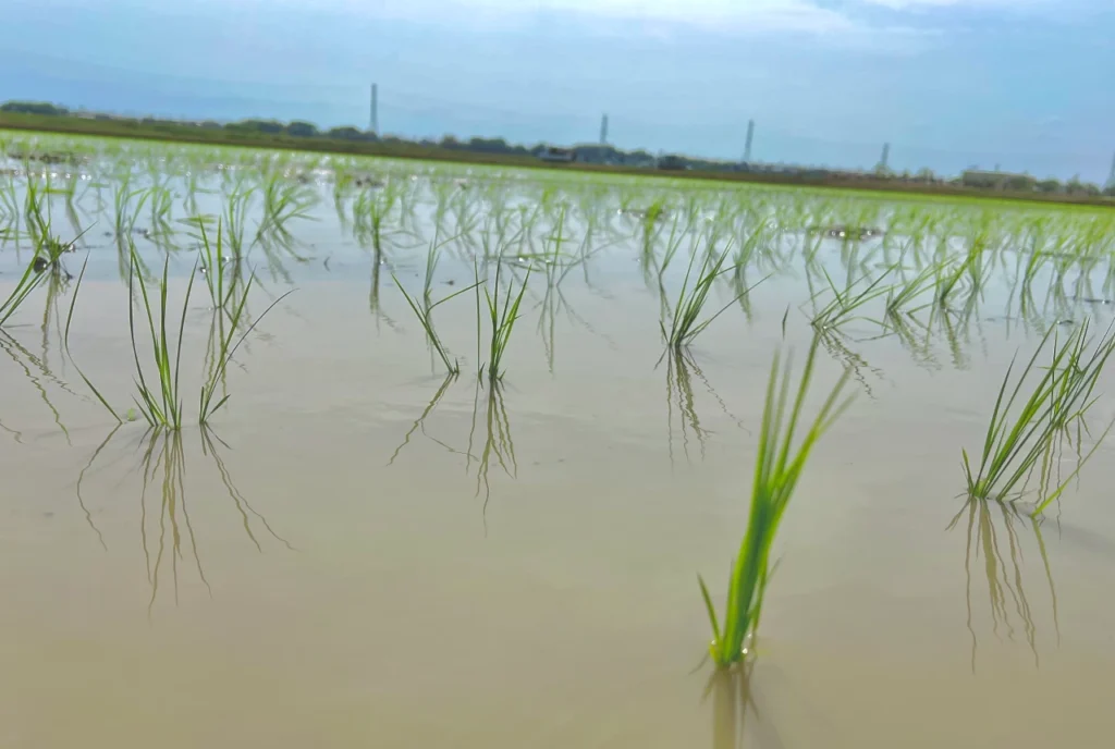 捕獲試験を行う試験圃場の田植え直後の画像