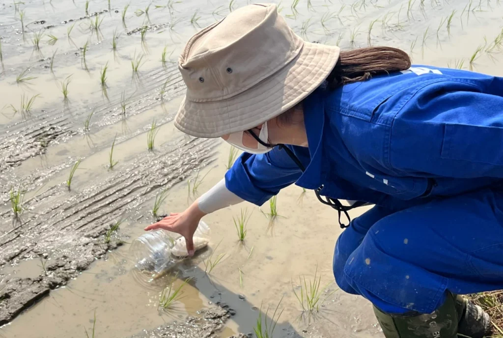 ペットボトル製のトラップを試験圃場に設置しているところ