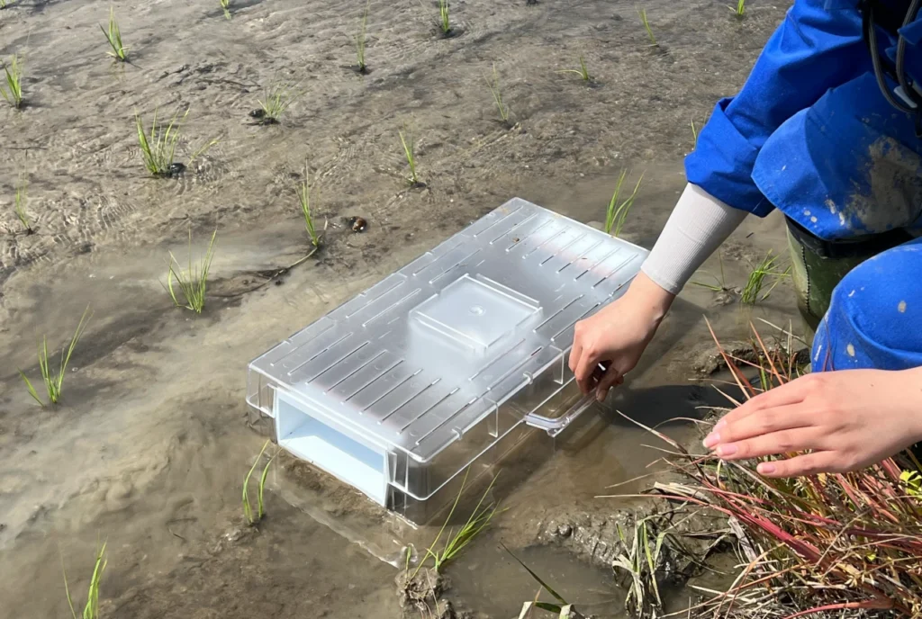 スクミッチを試験圃場に設置しているところ