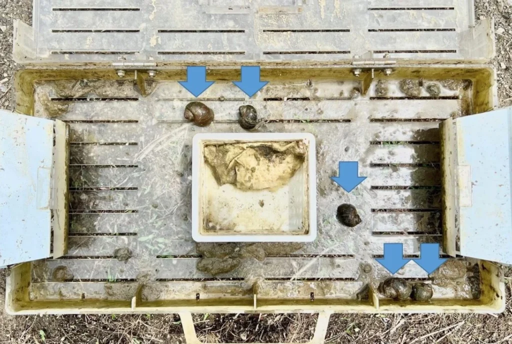 引き上げたスクミッチの内部にジャンボタニシが入っている様子