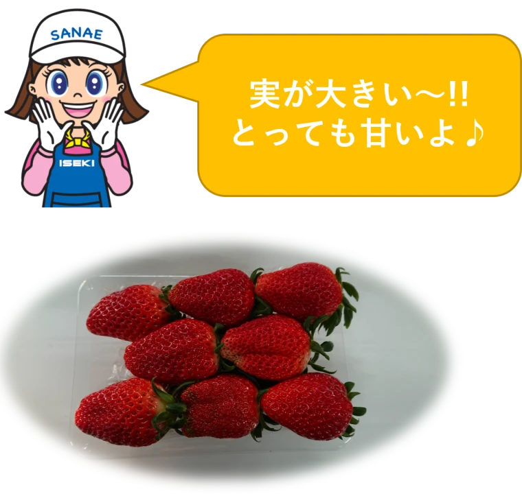 収穫したいちご「いばらキッス」の画像