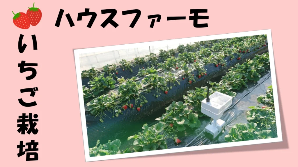 教えて!! ハウスファーモの活用方法　～茨城県いちご農家さん編～