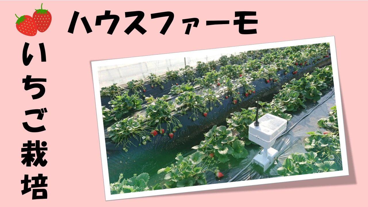 教えて!! ハウスファーモの活用方法　～茨城県いちご農家さん編～