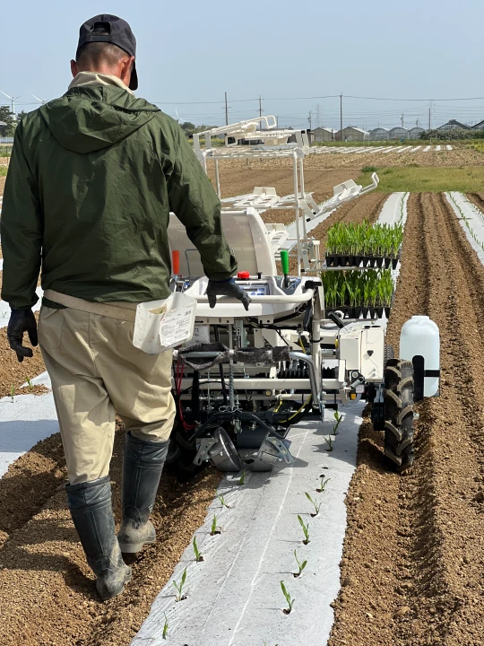 全自動野菜移植機でスイートコーン！