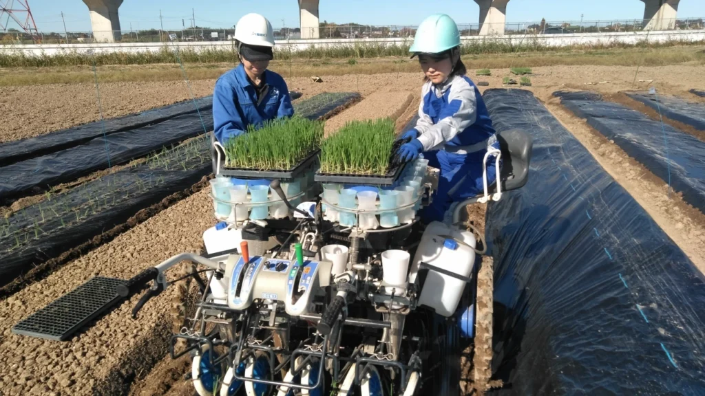 移植機PVHRのターンテーブルのカップに苗を入れている