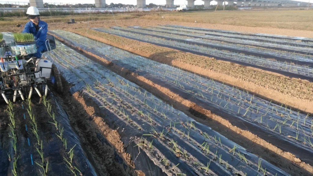 ISEKIの移植機「PVHR4-145SG」で試験圃場にたまねぎを定植