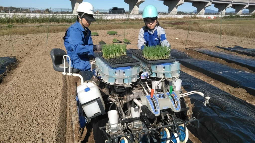 移植機PVHRのターンテーブルのカップに苗を入れている