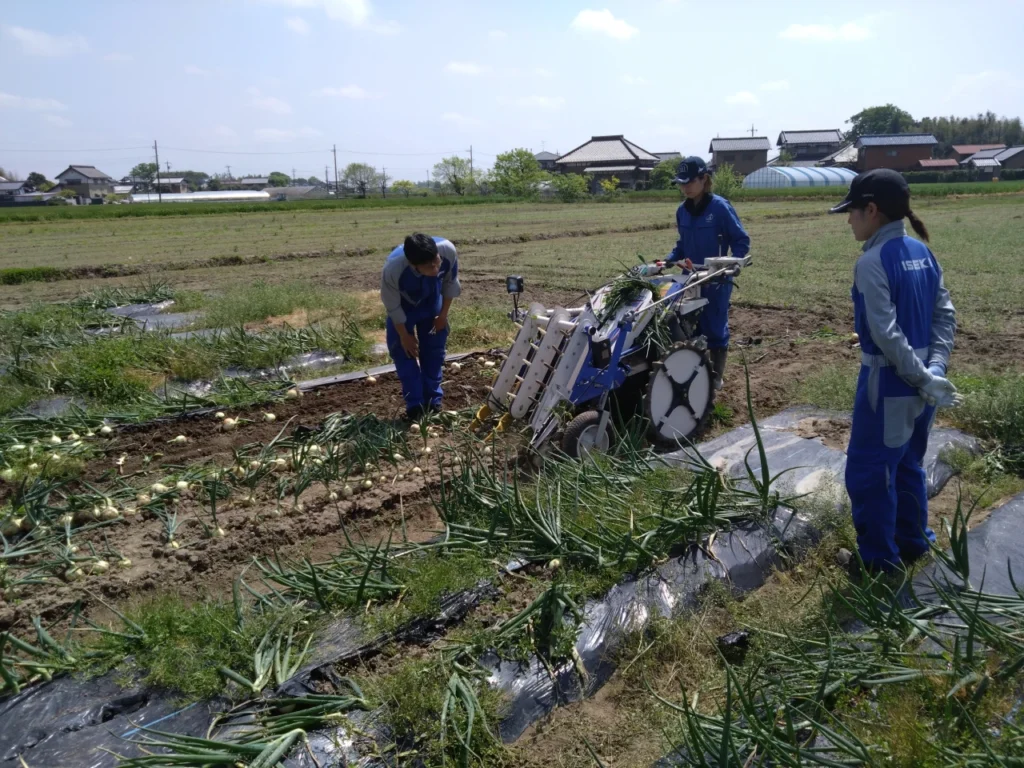 汚泥発酵肥料で栽培した玉ねぎの収穫作業