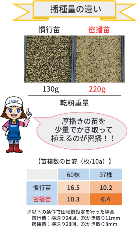 慣行苗と密播苗の播種量の違い