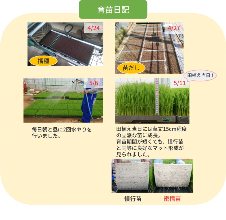試験で使用する慣行苗と密播苗の育苗期間中の写真