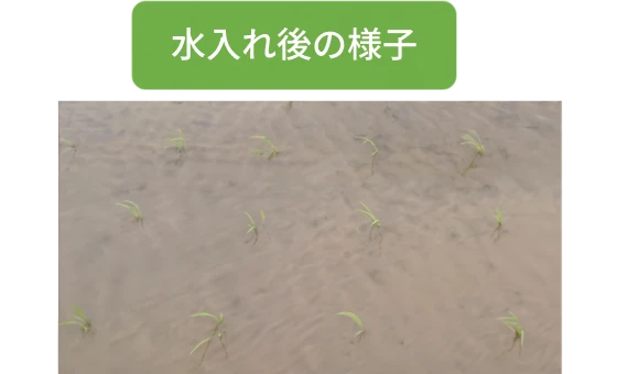 水入れ直後の密播苗の画像