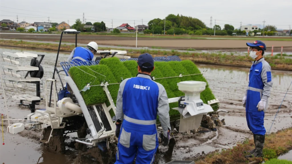 若手社員、水稲の密播疎植に挑戦！！：田植え編