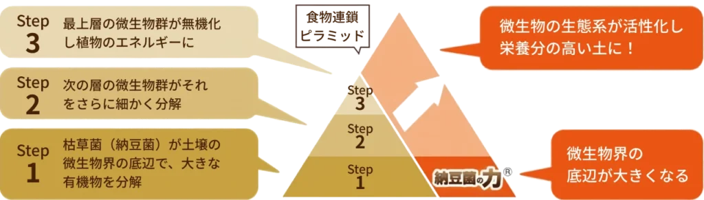 納豆菌の力が土壌の微生物を増加させる仕組み