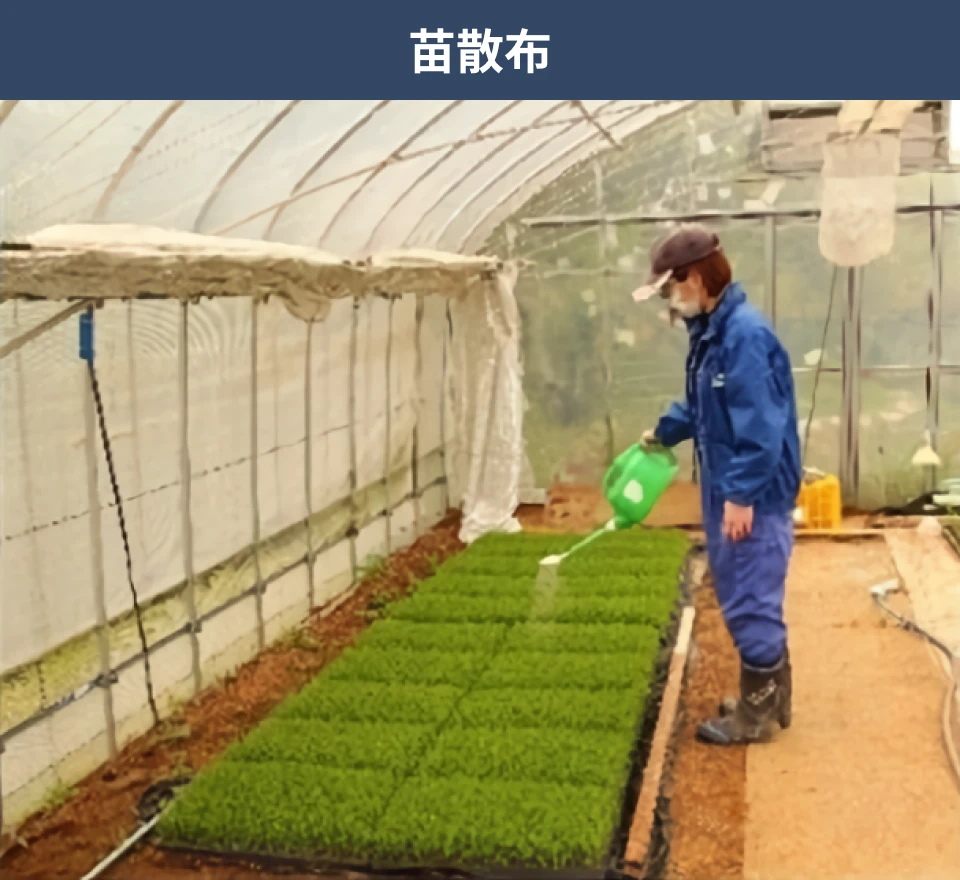 納豆菌の力を苗に散布